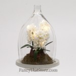 White Hyacinth in a Bell Jar