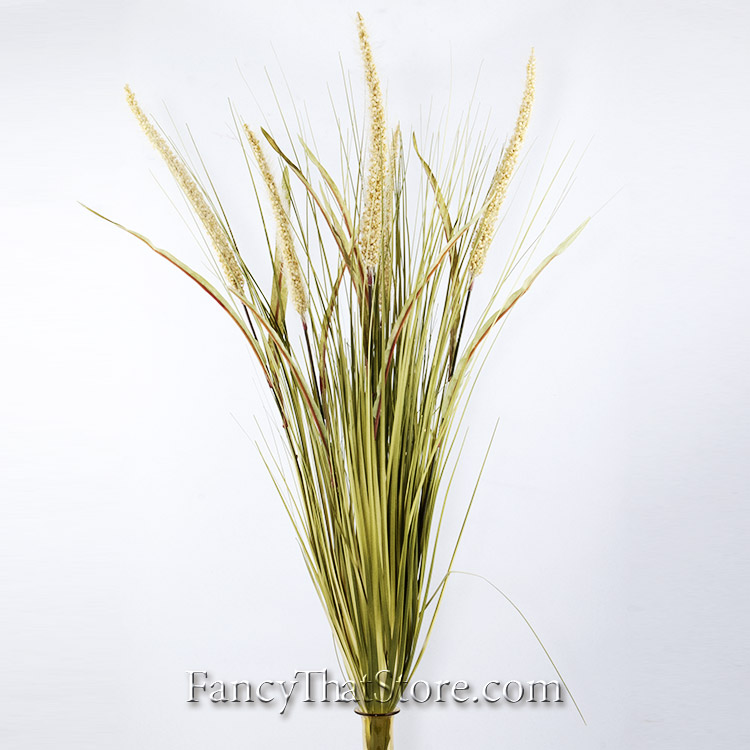 Variegated Miscanthus & Fountain Grass