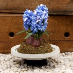 Blue Hyacinth in a Bell Jar
